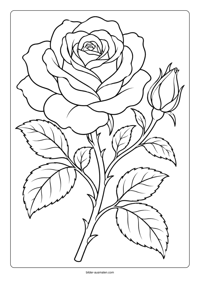 Blumen 4 – Rose mit Knospe